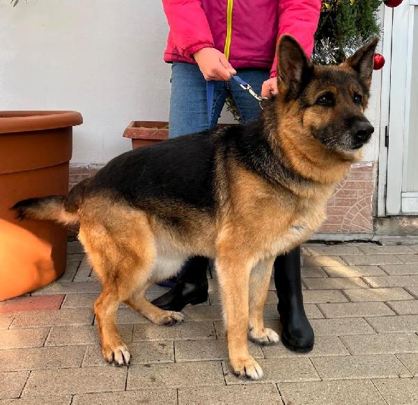 Federica Pastore Tedesco